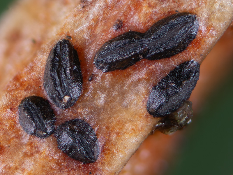 Terriera cladophila Terriera cladophila